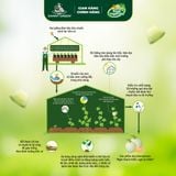 Dưa lưới Hữu Cơ Biển Ngọc Bích DannyGreen