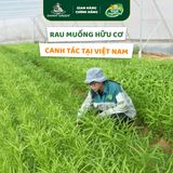 Rau muống hữu cơ DannyGreen túi 300g