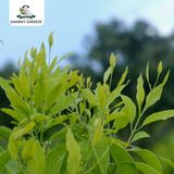 Trà Đàn Hương DannyGreen 100g