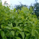 Trà Đàn Hương DannyGreen 100g