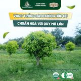 Trà Đàn Hương DannyGreen 100g