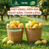 Xoài Cát Hòa Lộc Hữu Cơ