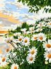 Bộ tranh canvas cánh đồng hoa cúc họa mi 09  – Tranh tô màu theo số, Không khung, kèm màu, cọ, giấy phác thảo, hình mẫu