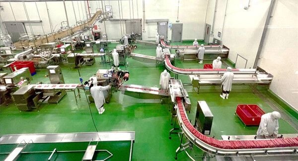 Băng tải chế biến thực phẩm