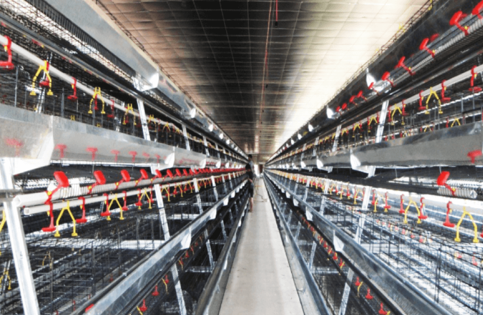 Lồng gà chuồng mô hình chữ A