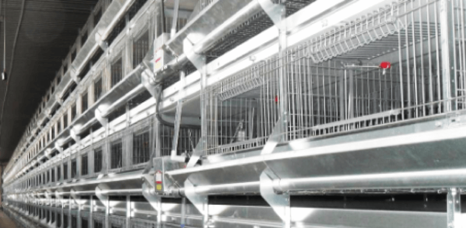 Chuồng gà đẻ trứng lồng GALFAN