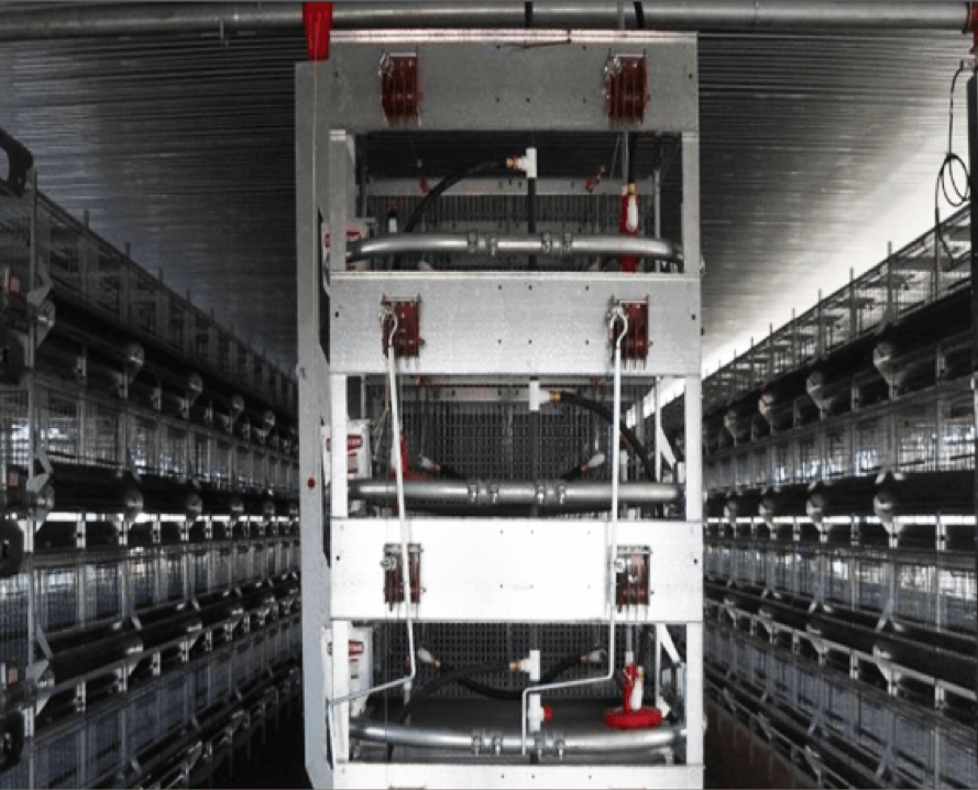 Lồng gà mô hình chữ H