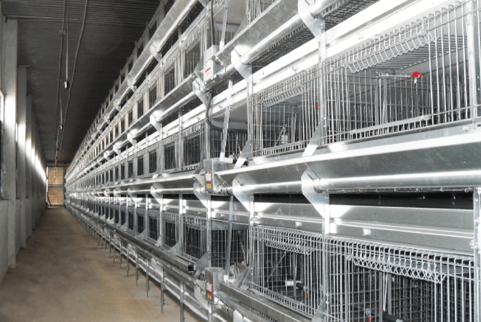 Chuồng gà đẻ trứng lồng GALFAN