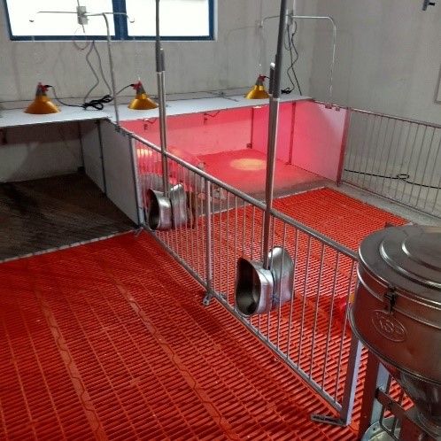 Chuồng heo cai sữa