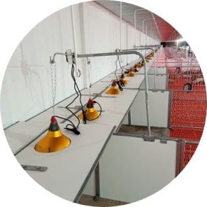 Chuồng heo cai sữa – máng dài, 2 cửa đi