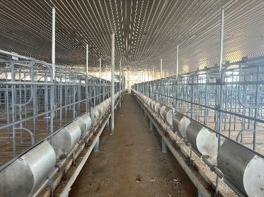 Chuồng heo mang thai