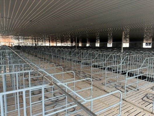 Chuồng heo mang thai