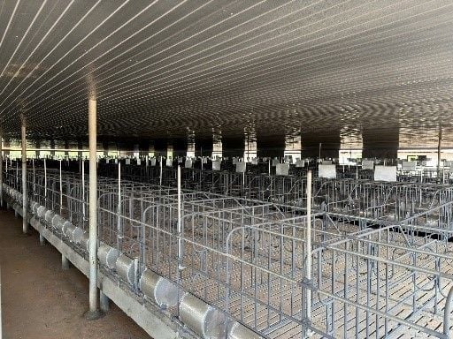 Chuồng heo mang thai