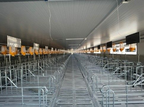 Chuồng heo mang thai