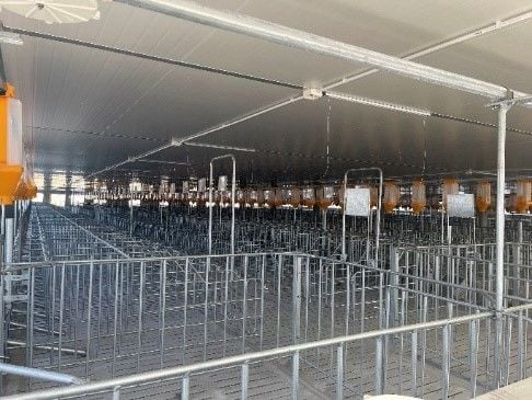 Chuồng heo mang thai