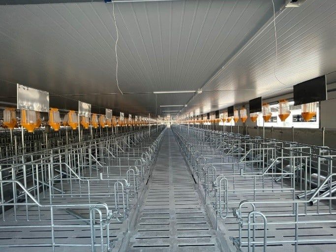 Chuồng heo mang thai – máng cá thể