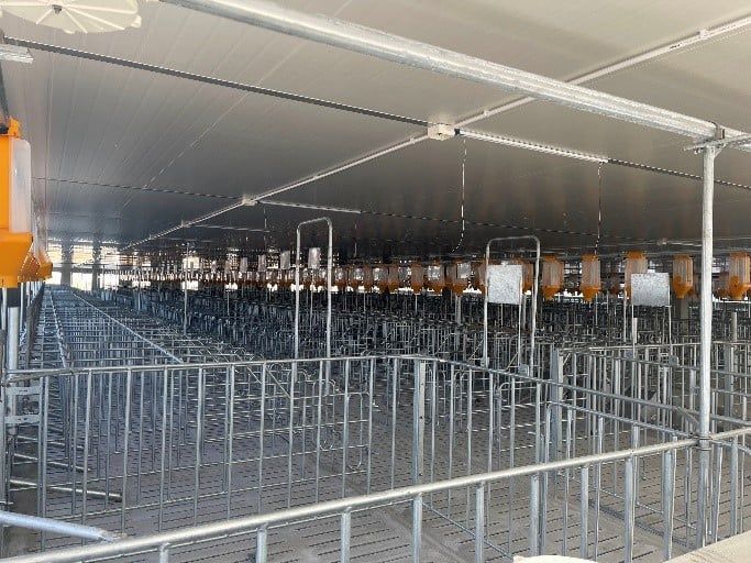 Chuồng heo mang thai – máng cá thể