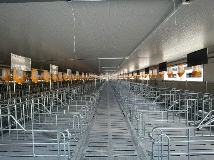 Chuồng heo mang thai – máng cá thể