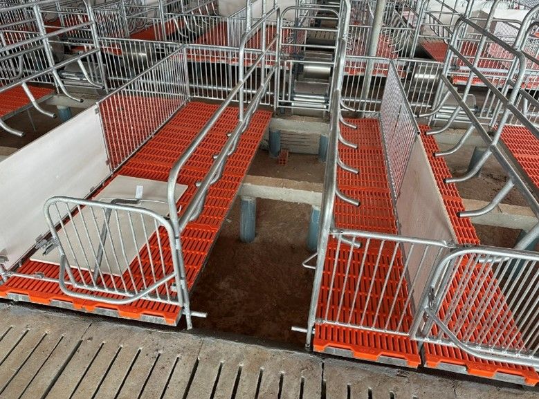 Chuồng heo nái đẻ