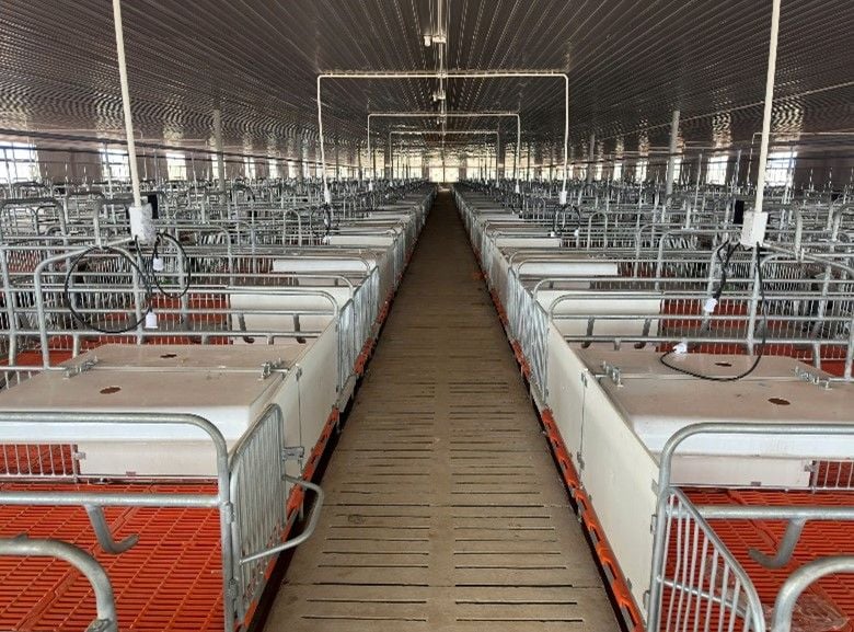 Chuồng heo nái đẻ