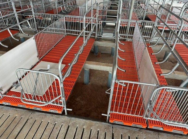 Chuồng heo nái đẻ – Sàn bê tông