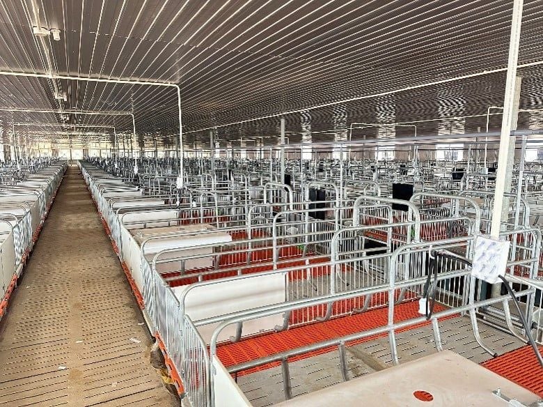 Chuồng heo nái đẻ – Sàn bê tông