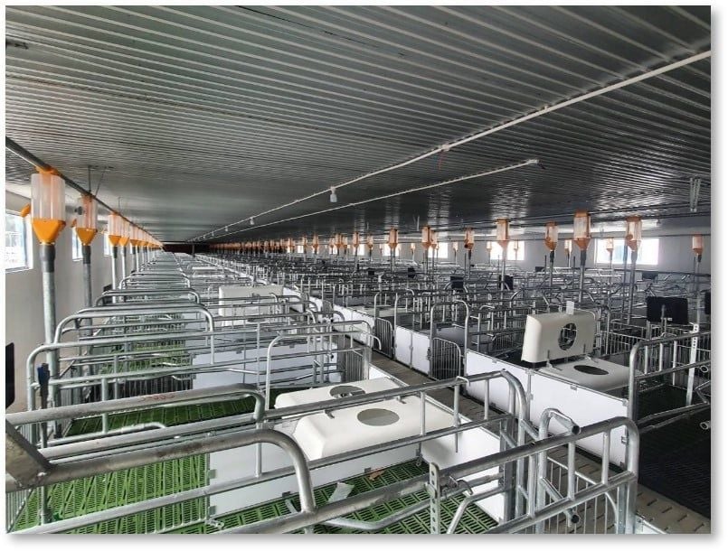 Chuồng heo nái đẻ – Sàn gang