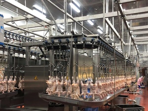 Hệ thống giết mổ gia cầm