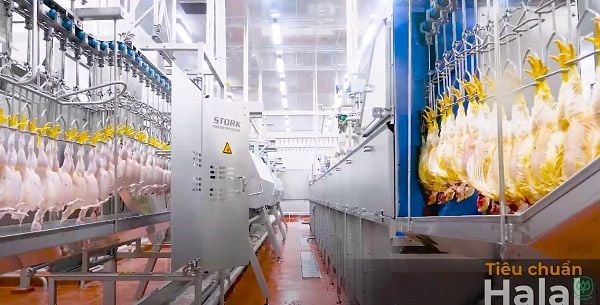 Hệ thống giết mổ gia cầm