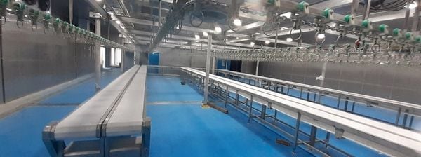 Dịch vụ lắp đặt dây chuyền giết mổ heo