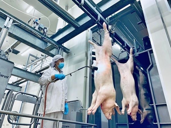 Dịch vụ lắp đặt dây chuyền giết mổ heo