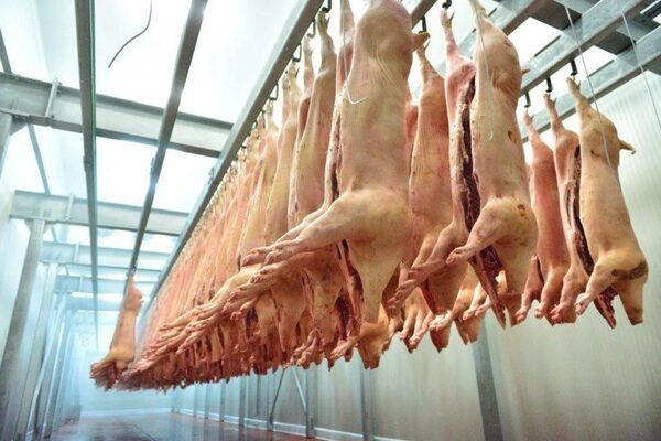 Dịch vụ lắp đặt dây chuyền giết mổ heo