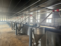 Hệ thống ăn tự động bằng vít tải