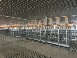 Hệ thống ăn tự động SKIOLD MiniPork