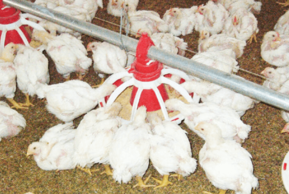 Hệ thống cho ăn tự động cho trại gà thịt