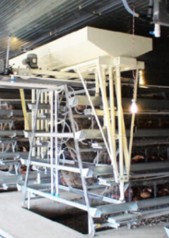 Hệ thống cho ăn tự động cho trại gà đẻ