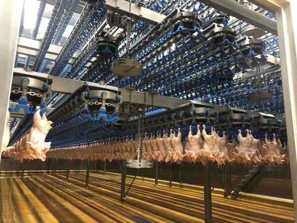 Hệ thống giết mổ gia cầm