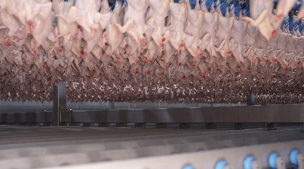 Hệ thống giết mổ gia cầm