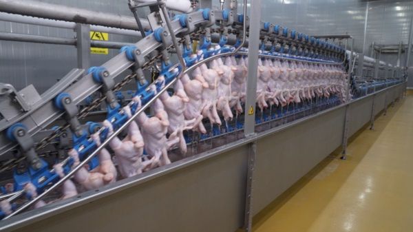 Hệ thống giết mổ gia cầm