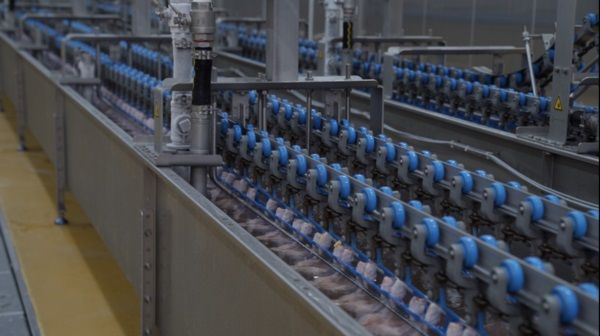 Hệ thống giết mổ gia cầm