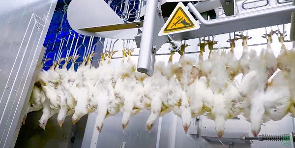 Nhà máy chế biến thịt gà