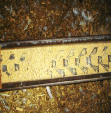 Hệ thống cho ăn tự động cho trại gà đẻ