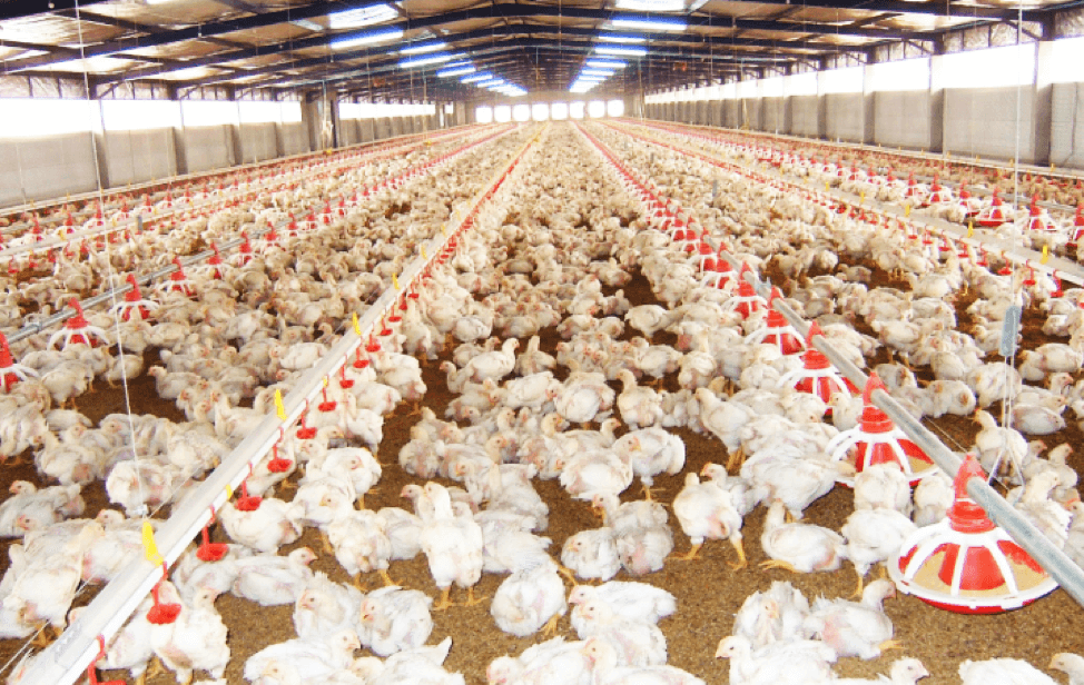 Hệ thống cho ăn tự động cho trại gà thịt