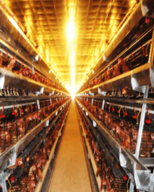 Hệ thống cho ăn tự động cho trại gà đẻ