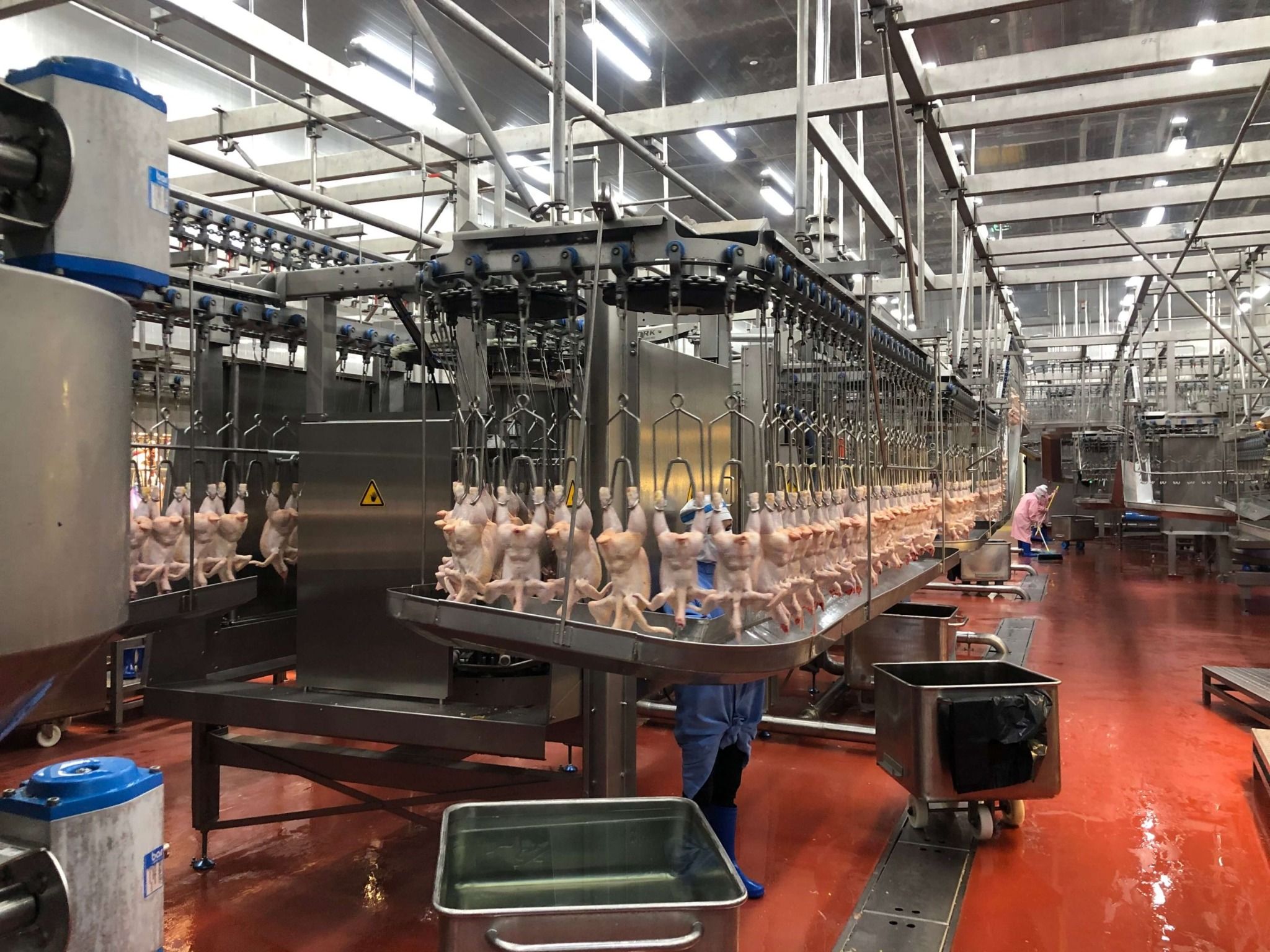 Hệ thống giết mổ heo, gà