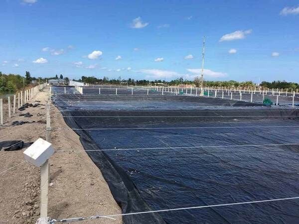 Bạt nuôi tôm HDPE