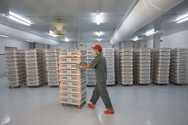 Nhà máy ấp trứng