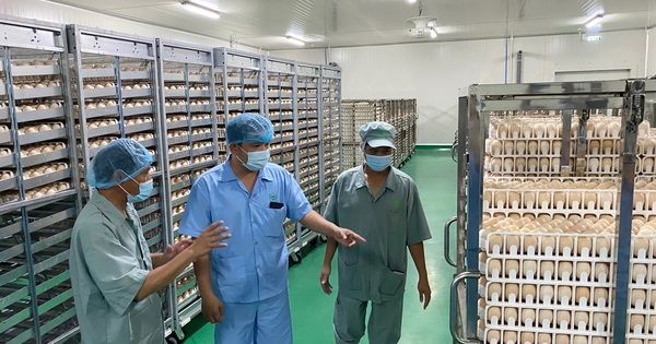 Nhà máy ấp trứng