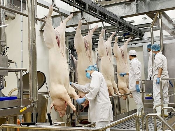 Thi công nhà máy chế biến thịt