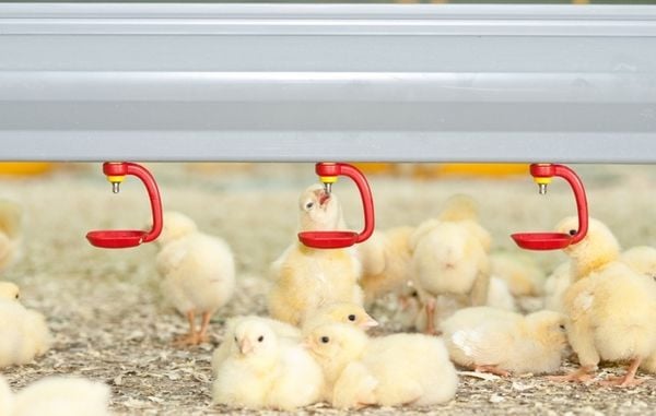 Thiết bị núm uống